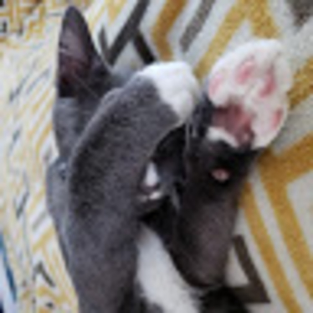 Meet your Posher, Kade